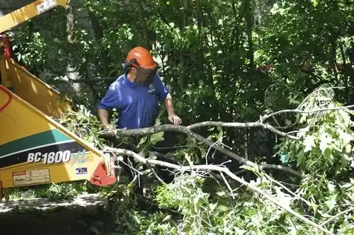tree services East Franklin